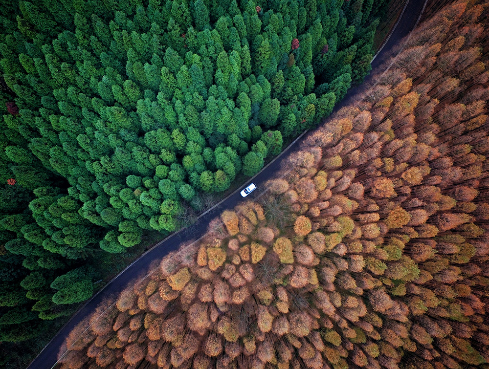 2016年11月30日，重庆南川，车辆从杉树林区经过，道路两旁的水杉和柳杉在冬季呈现出不同色彩。近年来，该区坚持一手抓林业资源管护，一手抓植树造林，保护与发展并重，取得良好的经济、社会和生态效益。目前，全区林地面积已达230万亩，森林覆盖率突破50%。崔力 摄.jpg