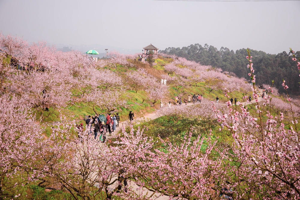 重庆永川五间镇圣水湖桃花岛,2000亩桃花竞相开放,大大小小的山坡变成